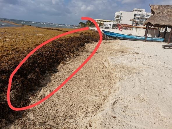 Current seaweed conditions in Puerto Morelos.
