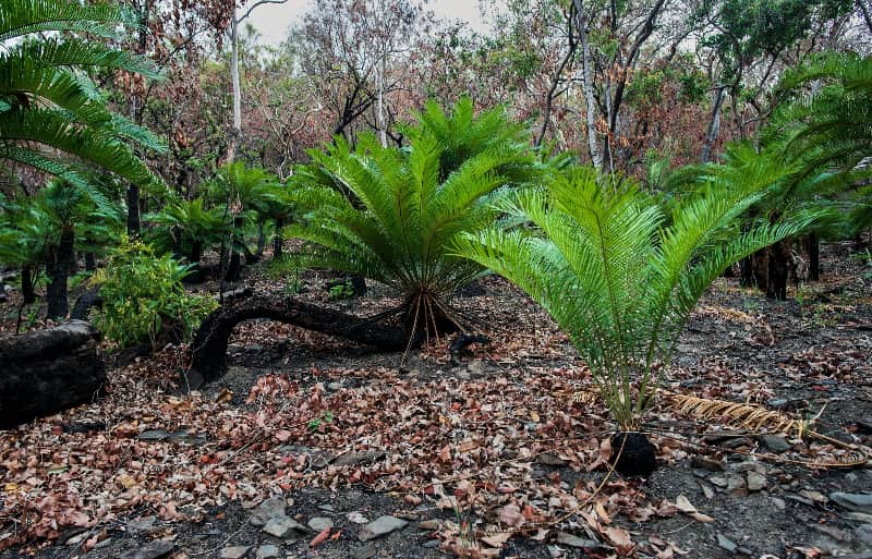 Cycads, unique surviving plants from remote times that shared with dinosaurs and are considered living fossils.