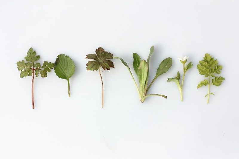Herbal Dictionary: A Practical Guide to the Use of Herbs in the Kitchen.