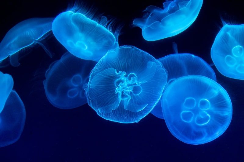 Jellyfish: ancient beauty and simplicity with extraordinary biological features.