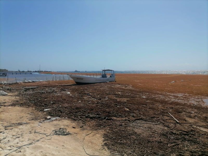 Costa Maya: Mahahual seaweed conditions at one point during the sargassum season.