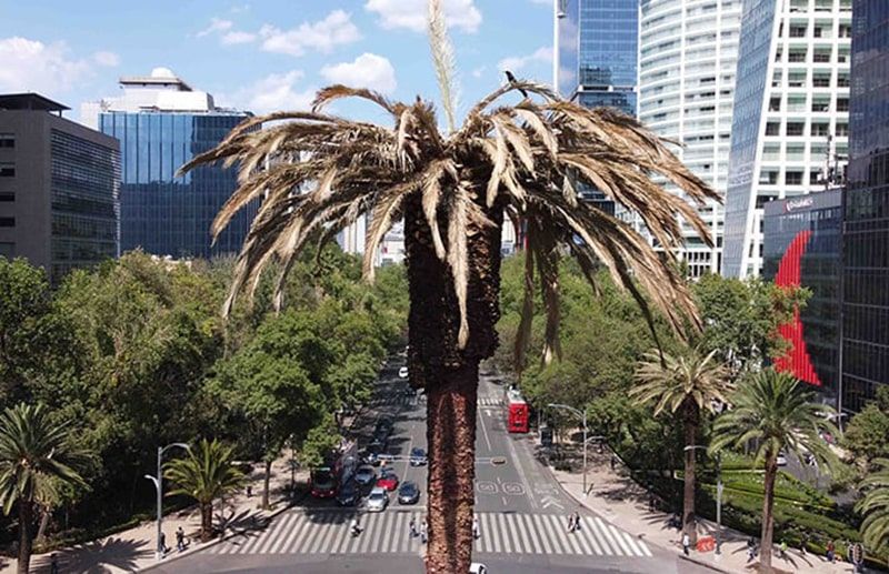 Phoenix canariensis: Hostile environment in Mexico City is a threat to the palms.