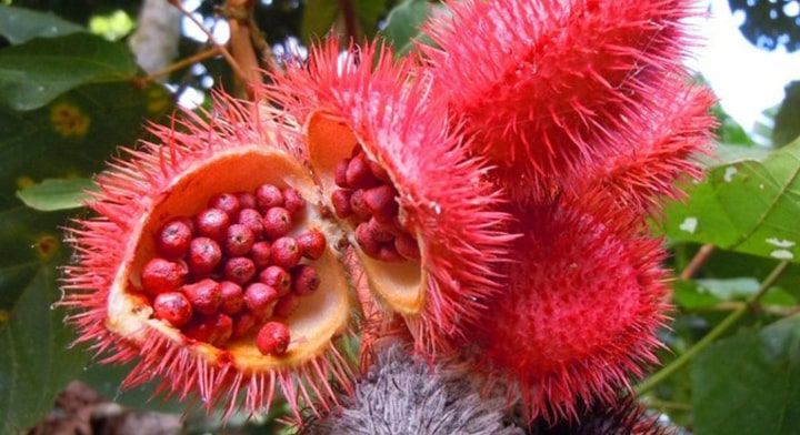 In the southeast of Mexico, achiote is a basic ingredient for many dishes.