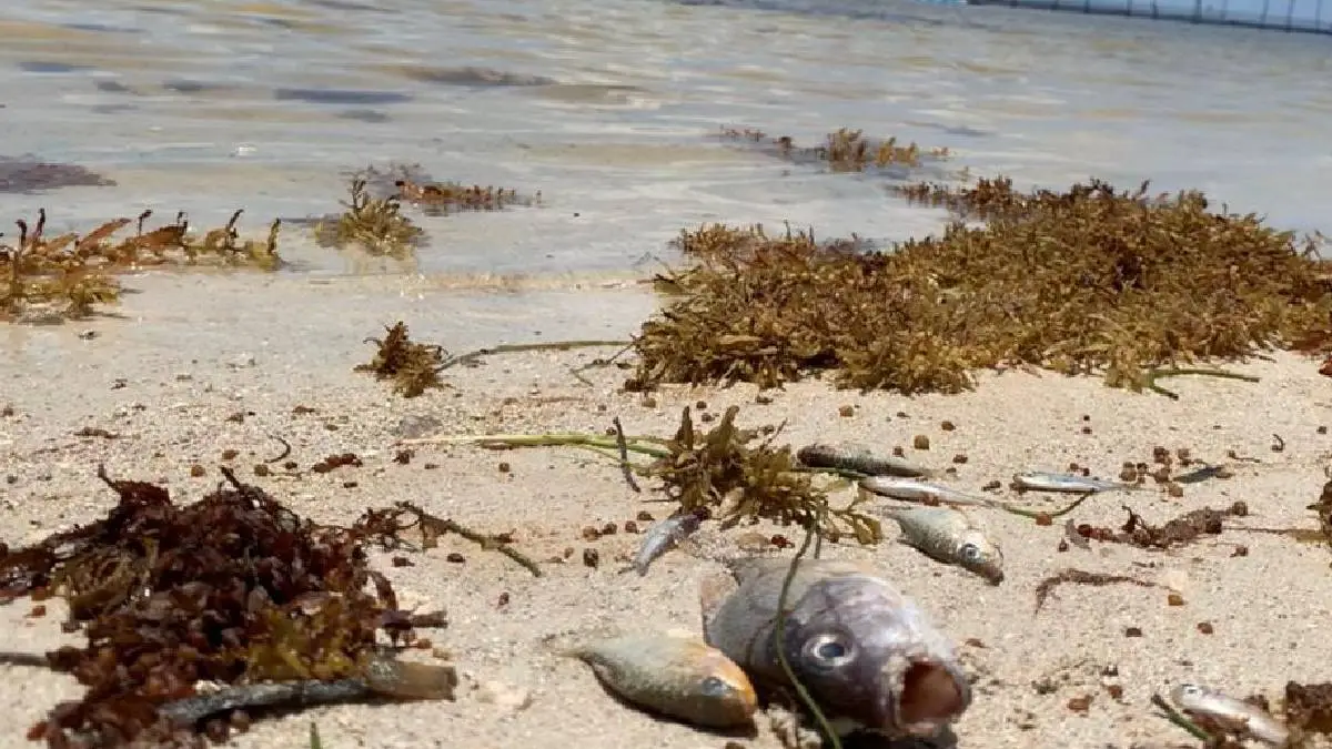 Scores of dead fish wash up on the beaches of Mahahual.