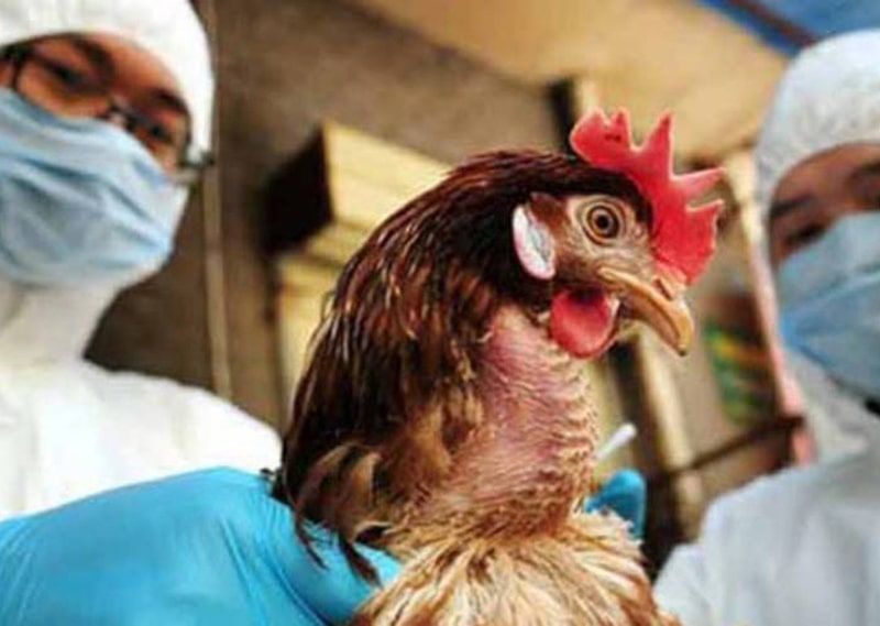Avoid contact with secretions from sick poultry and getting immunized every year.