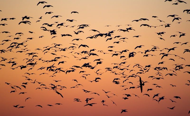There are risks faced by migratory birds due to light pollution.