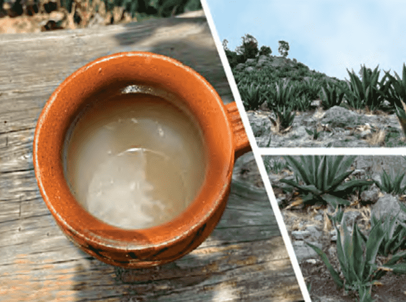 Affectionate and refreshing, the Maguey Fermented Drink, Pulque.