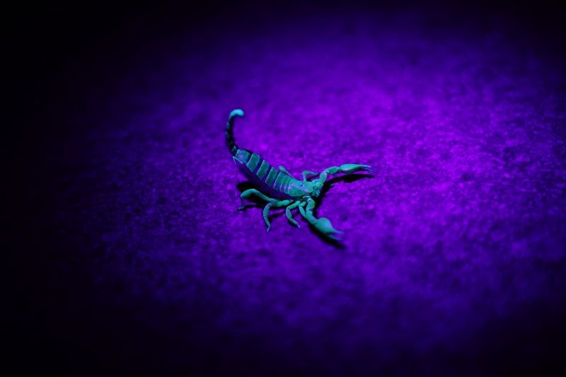 Mexico has more than 250,000 cases of scorpion bites per year.