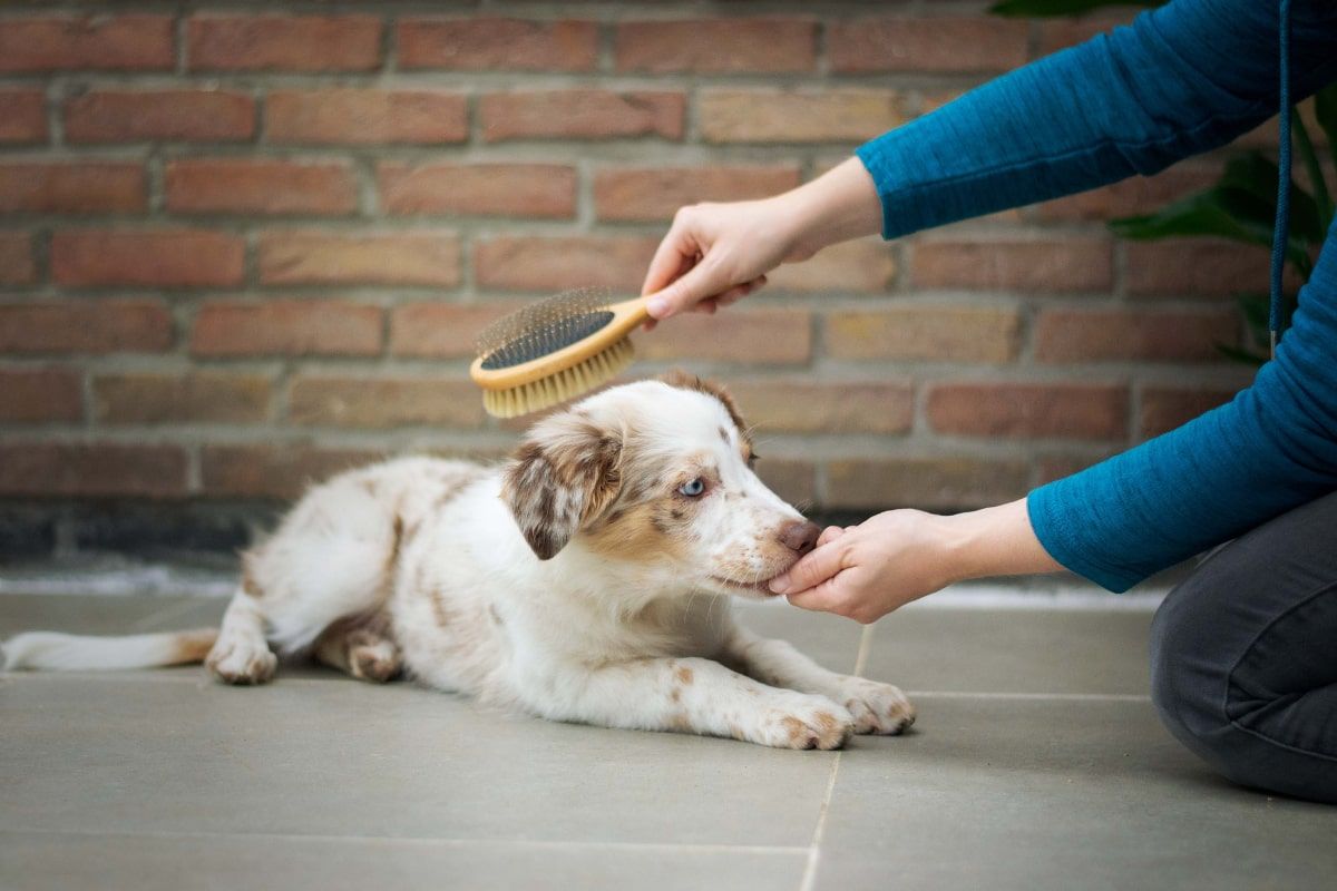 Learn a little more about dog brushing, an activity that many of us underestimate.