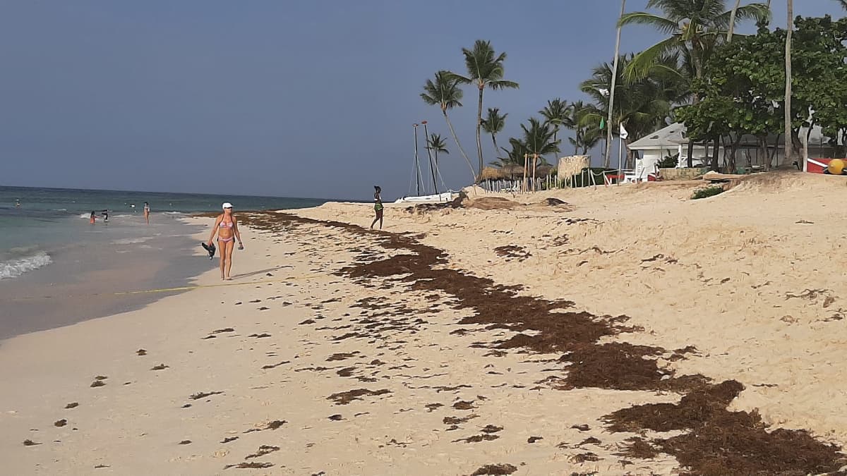 Tourists can be seen walking along sargasso filled beach in Punta Cana.