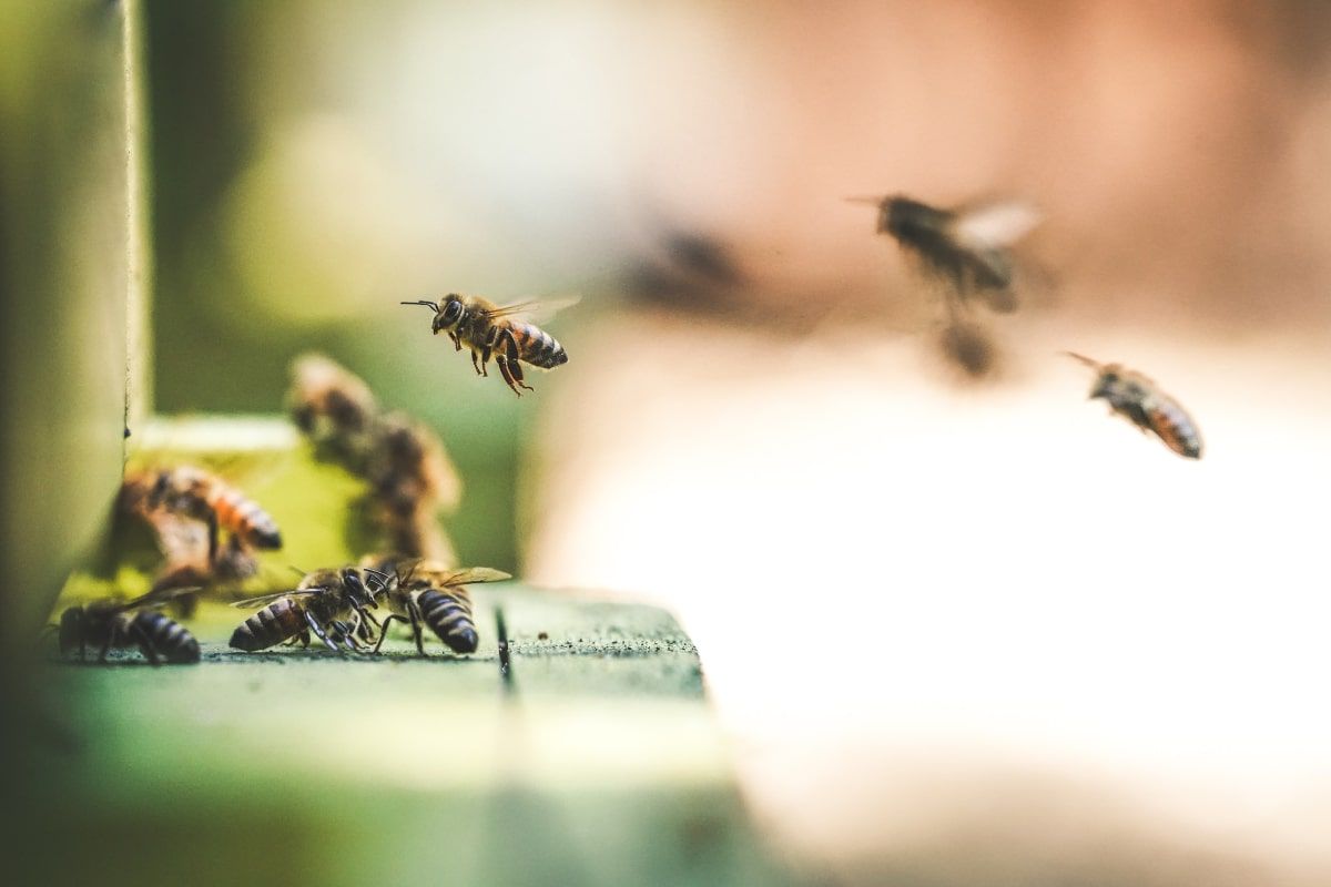 Bee populations are crucial to the equilibrium of ecological balance.