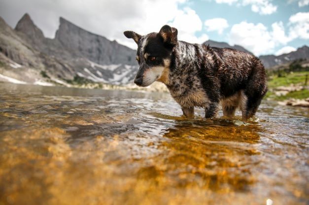 Summer and the joys of water: a pet may be afraid of water and how to teach your dog to swim.