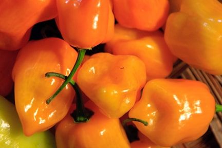 Habanero peppers from the Yucatan Peninsula.