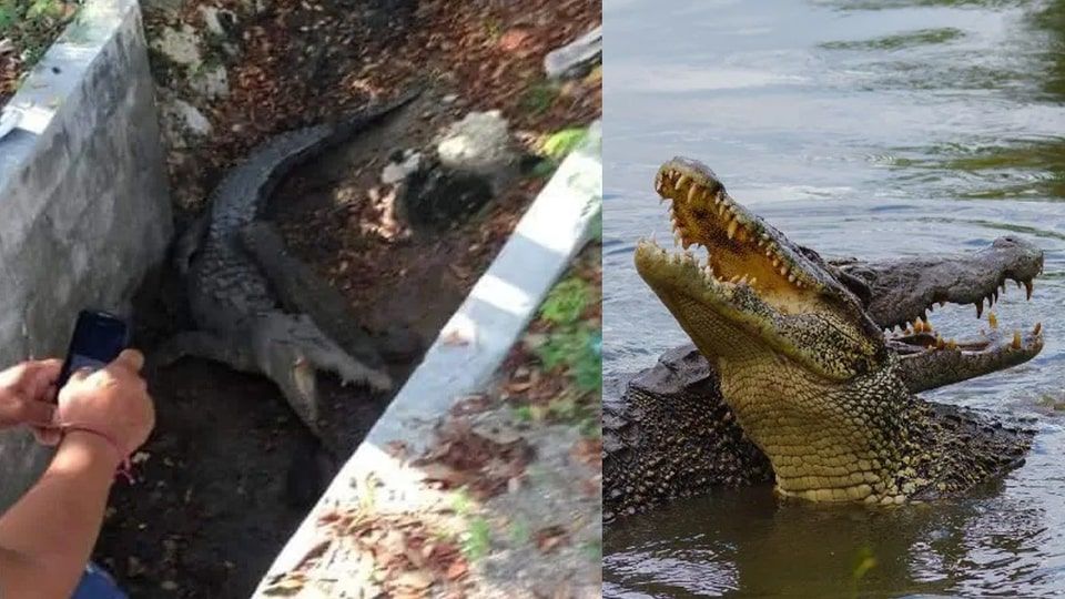 Giant crocodiles in a fight in Cancun