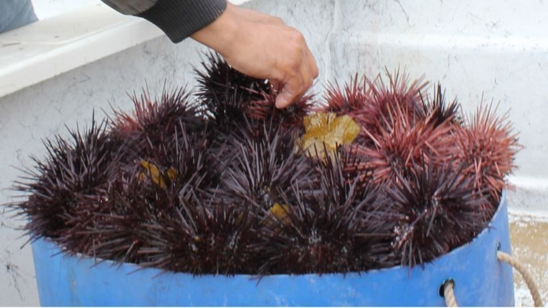 July 1 marks the beginning of the sea urchin catching season.