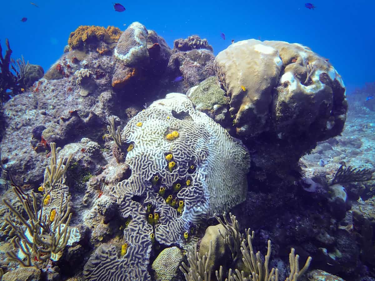 Severe disease attacks Mexican Caribbean corals.