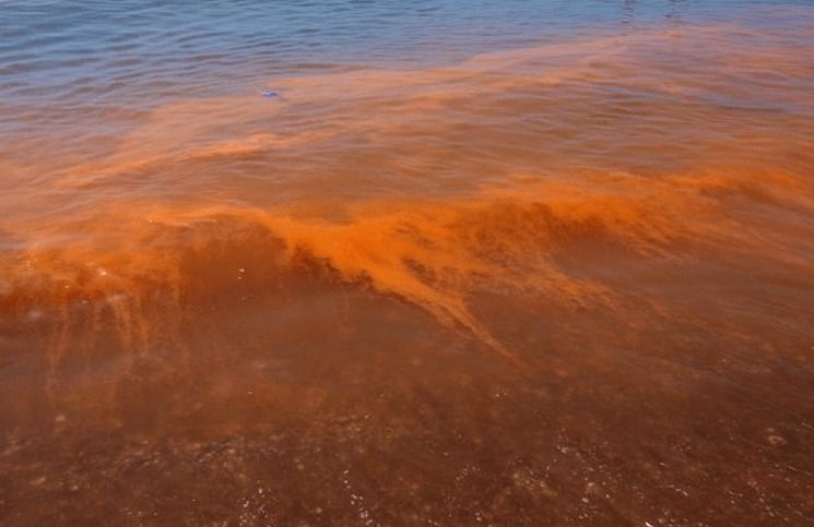 The So-Called Red Tide in Yucatan: What Can We Do in Case of Red Tide Poisoning?