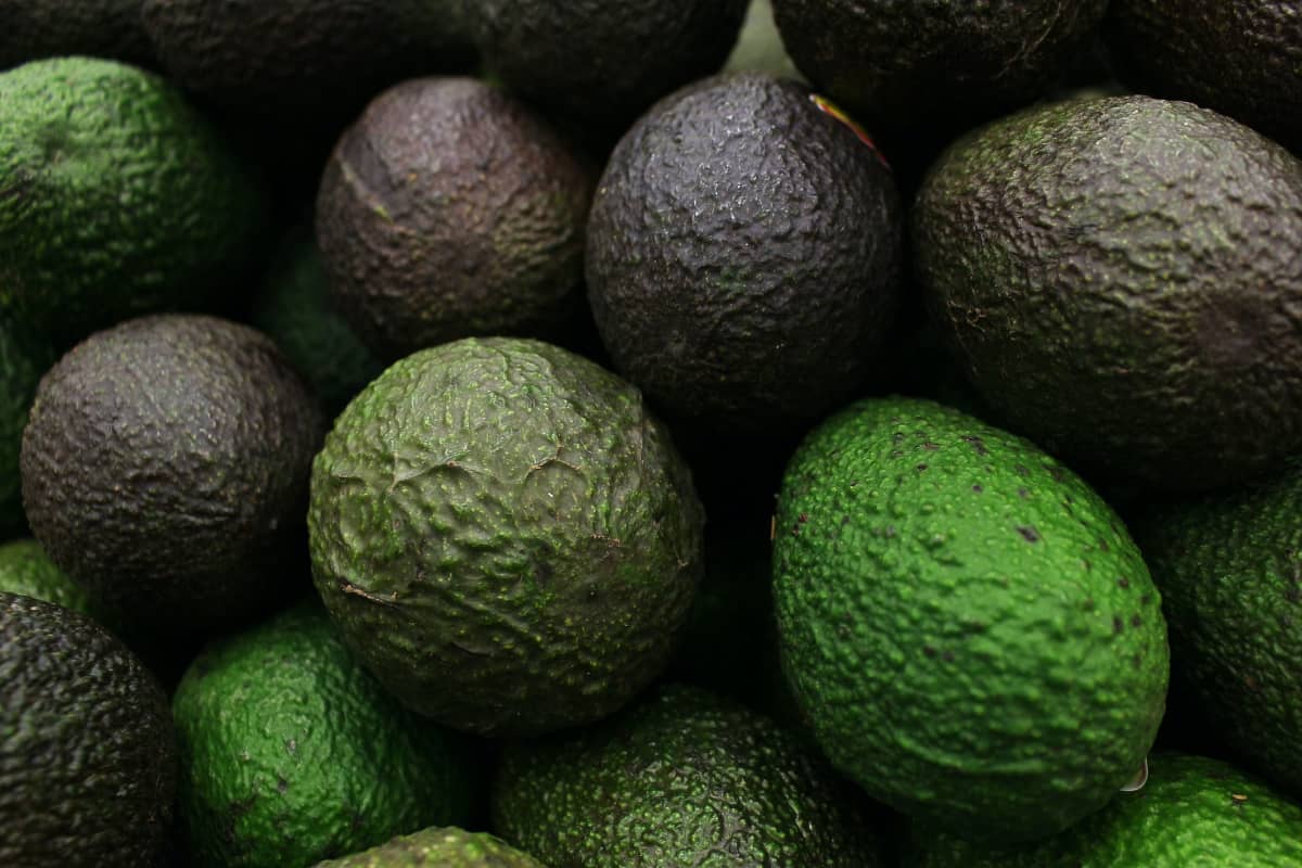 Avocados Exporting from Jalisco to the United States.