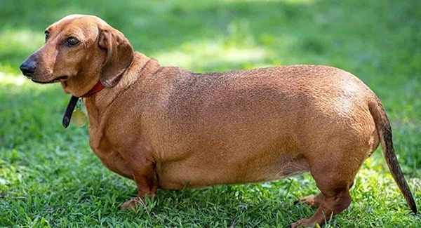 Dogs' lifespan reduced by up to 20 percent due to obesity.
