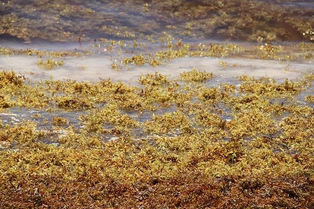 Sargassum seaweed harvested in Fort Lauderdale is reused.