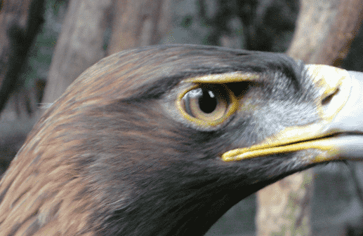 Eagles are in danger of extinction, due to hunting or the disappearance of their ecosystem.