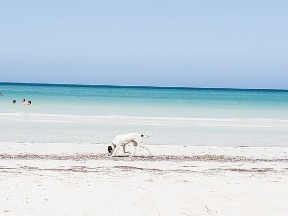 On the Yucatan Peninsula's northeastern coast lies the delightful Holbox island.