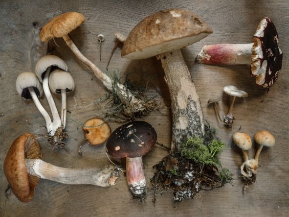 Food mushrooms are exquisite delights served at the top restaurants.