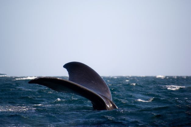 Whales sighted in Patagonia.