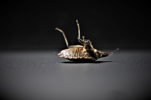 A bedbug is a small, nocturnal insect that feeds on the blood of humans by hiding in mattresses and box springs.