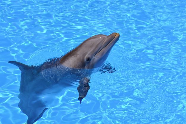 Several dolphin-friendly activities are available.