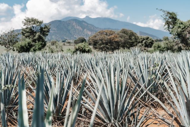 Rows of blue agave plants in Mexico, ready to be harvested for their sweet juice that will become the famous mezcal.