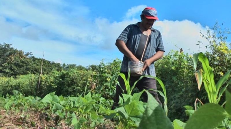 The Milpa System's Enduring Legacy of Resilience and Sustainability.