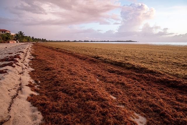 Sargassum, a type of seaweed that often washes up on Puerto Rico's beaches.
