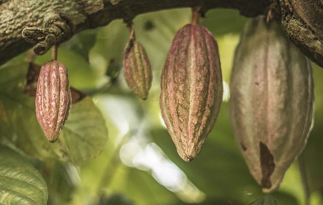 A cacao tree laden with ripe pods, symbolizing the rich history and divine origins of cocoa and chocolate.
