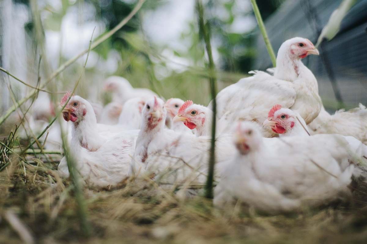 A flock of chickens pecking around in the farmyard, vulnerable to avian influenza outbreaks.