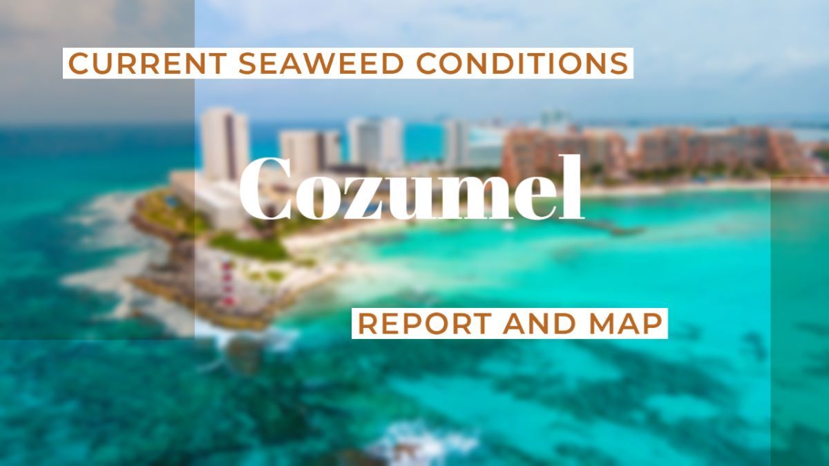 The current seaweed situation in Cozumel and efforts to maintain clean beaches.