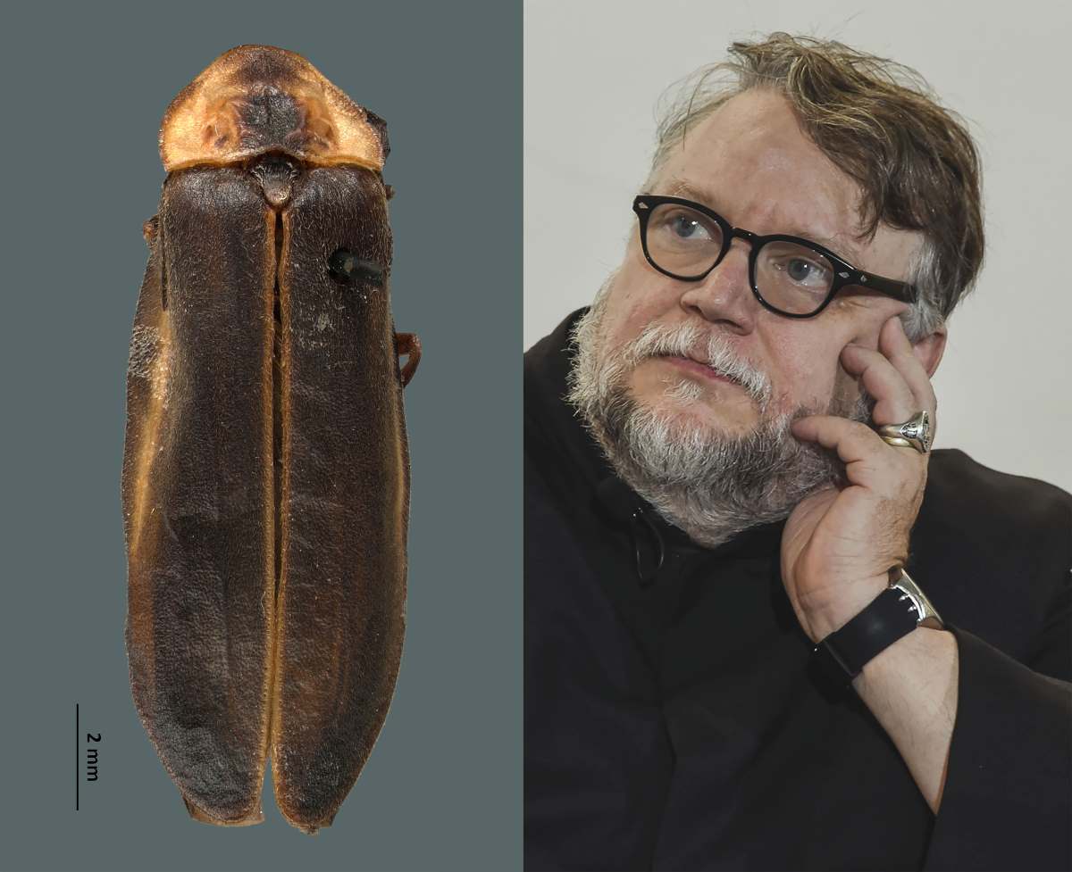 Mexican entomologists discover new species of firefly, name it after renowned filmmaker Guillermo del Toro.