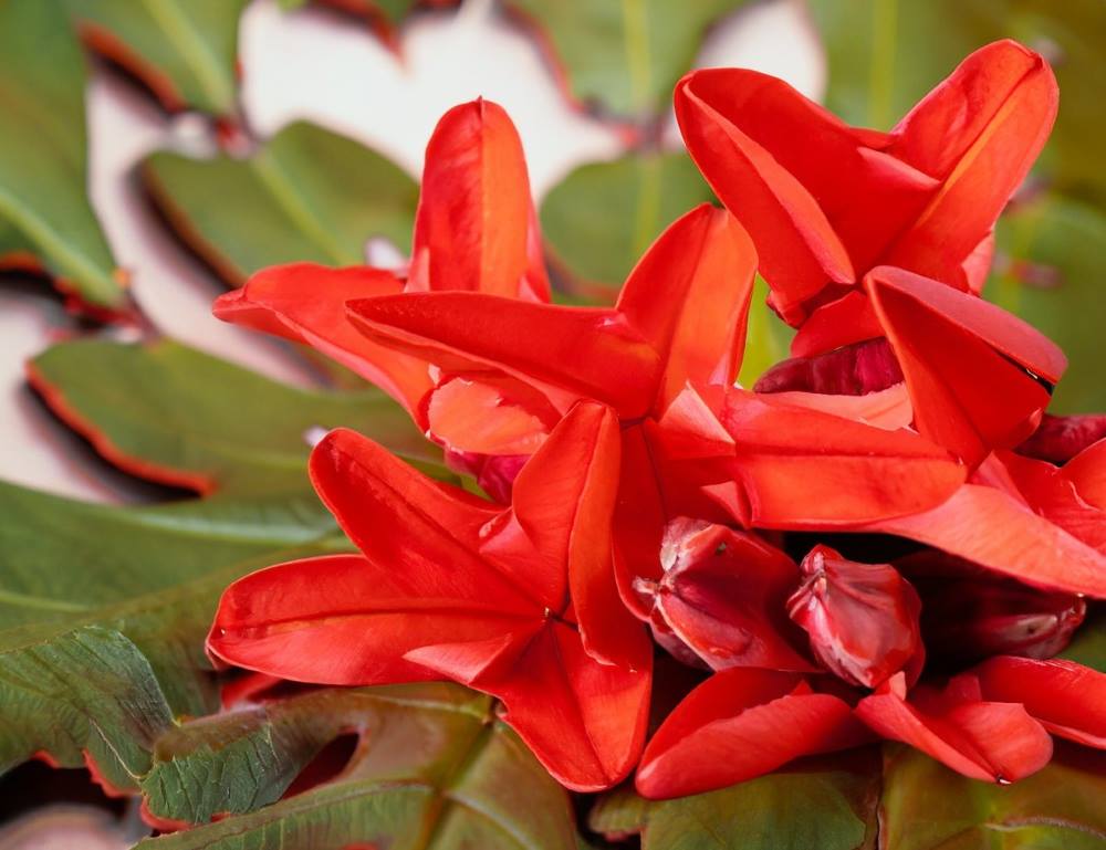 The red petals of the Erythrina coralloides tree make for a stunning and flavorful addition to any dish.
