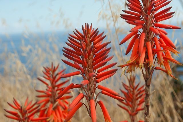 A striking display of aloe flowers in full bloom, showcasing their vibrant colors and unique tubular shape.