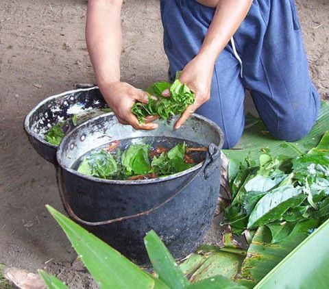 The ayahuasca vine and chacruna leaves, the two key ingredients in the preparation of the psychedelic brew.