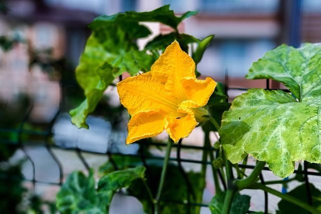 A plateful of sunshine: golden squash blossom ready to delight your taste buds and brighten your table.