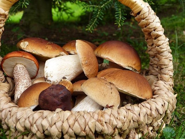 A basket full of fresh, locally sourced mushrooms.