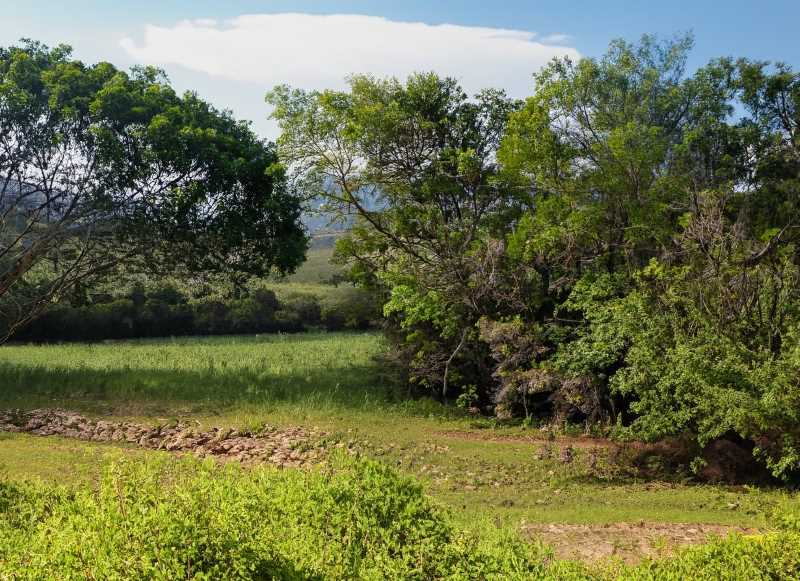 Immerse yourself in the verdant beauty of Mexico's countryside during the summer season.