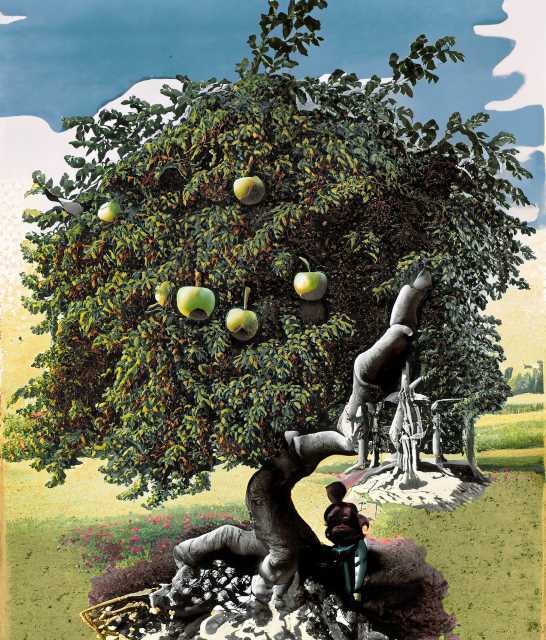 Sir Isaac Newton's Apple Tree - The inspiration behind Newton's revolutionary ideas on gravity.