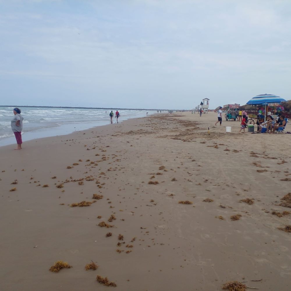 Miramar Beach facing recurring issue of sargassum seaweed invasion.