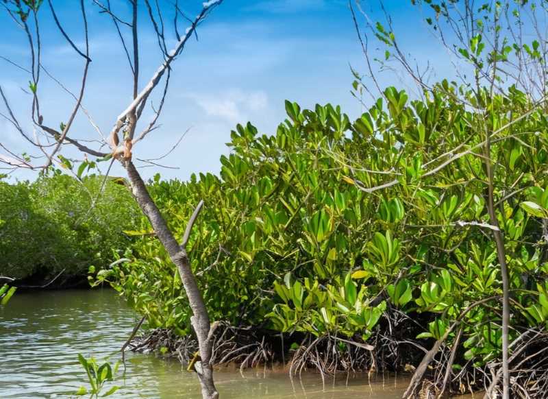 Mangroves flourish as Cancun aims to be Latin America's first 'Wetland City'—an eco-dream in the making.