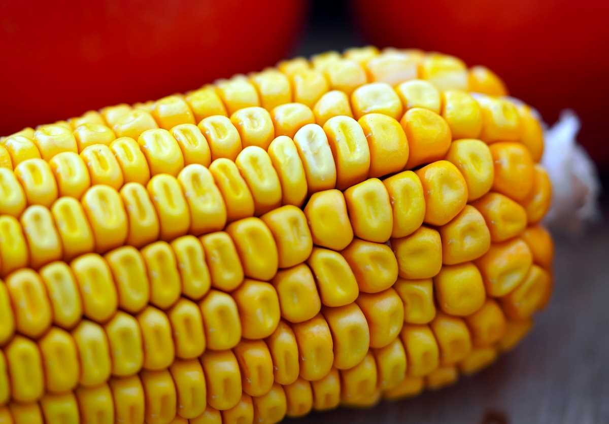 New Puma maize varieties hold the key to Mexico's agricultural independence and healthier produce.