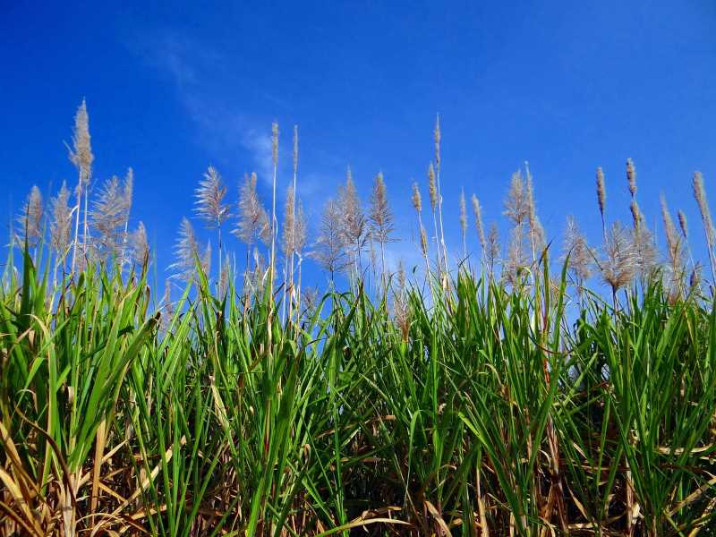 Field experiments with sugarcane: An exciting shift from glyphosate to more eco-friendly alternatives.