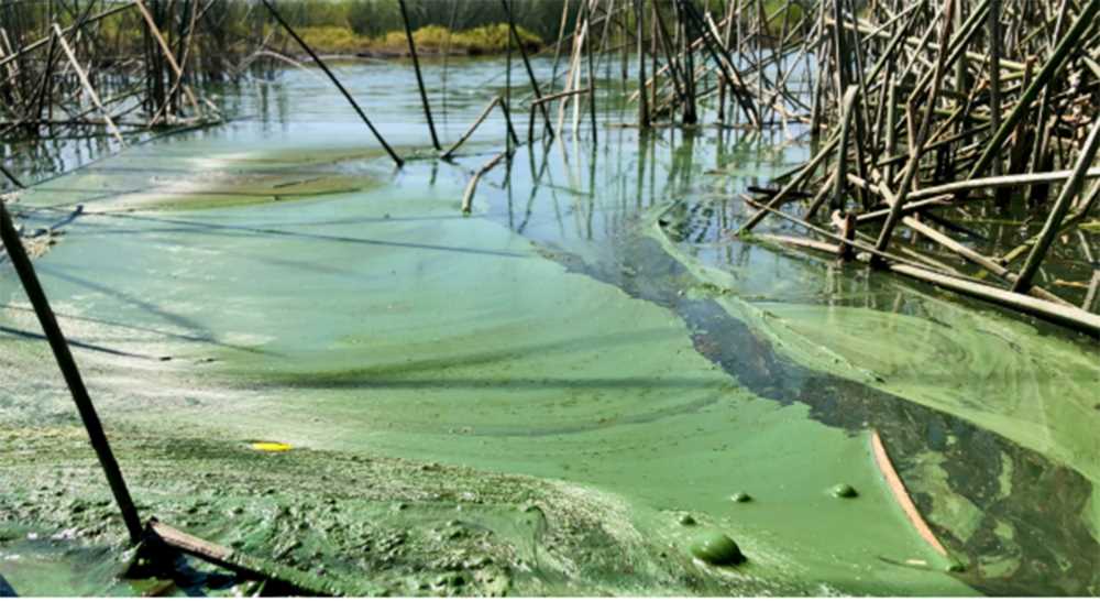 Montebello Lagoons' once brilliant blue waters now wear a green hue, signaling an ecosystem in distress.