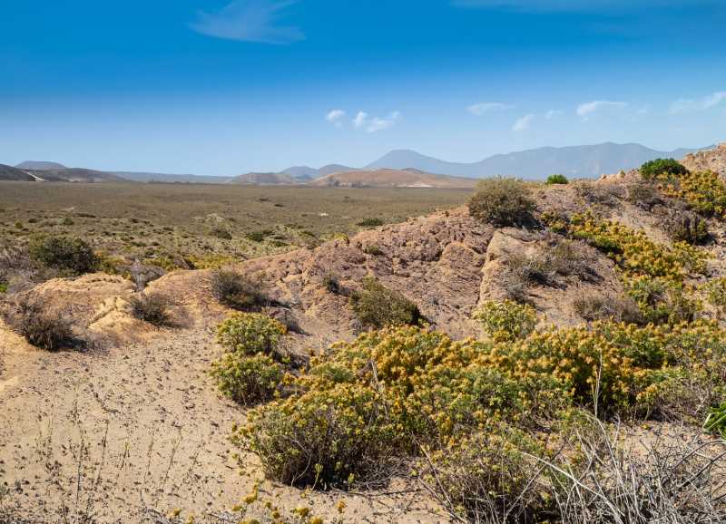 The arid expanse of Bahía de Los Ángeles, where desert flora blooms against the odds.